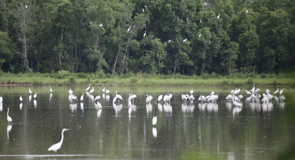 Wood Stork - ML638470245