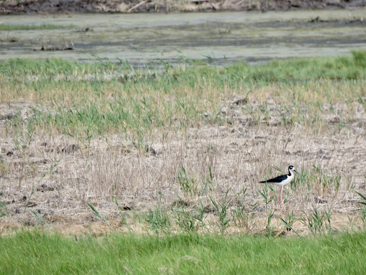 Black-necked Stilt - ML638470251