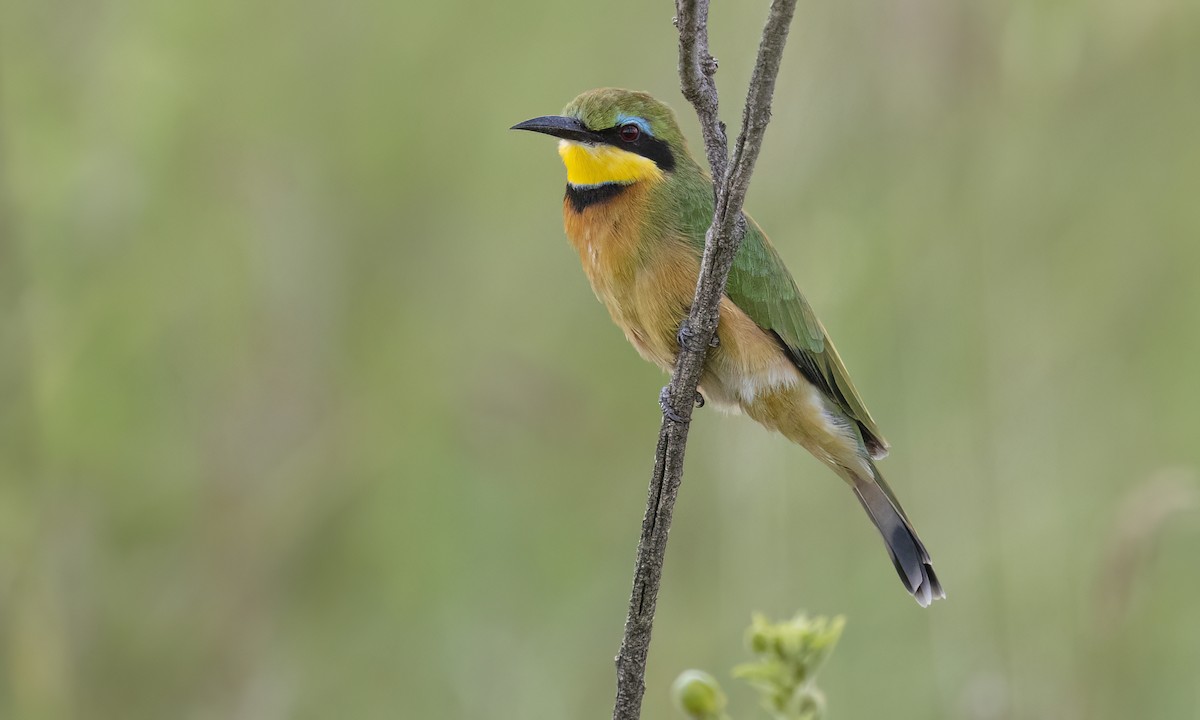 Little Bee-eater - ML638470258