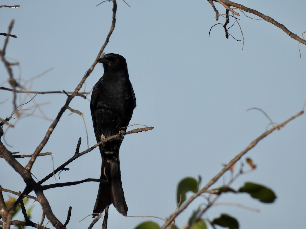 Fork-tailed Drongo - ML638470268