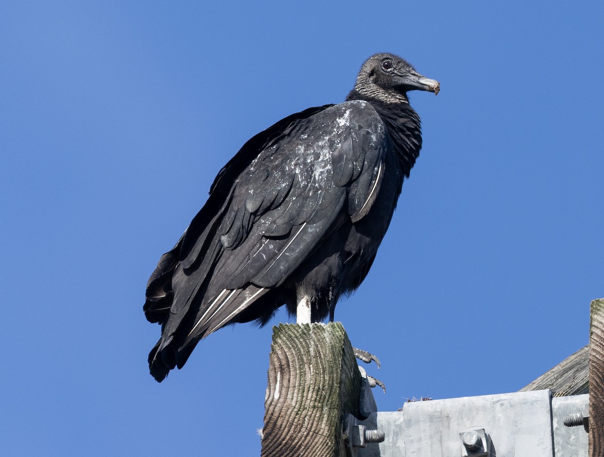 Black Vulture - ML638470281