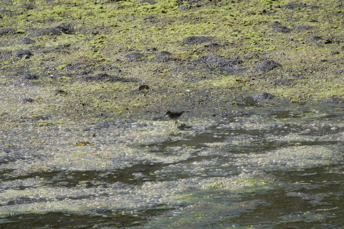 Least Sandpiper - ML638470292