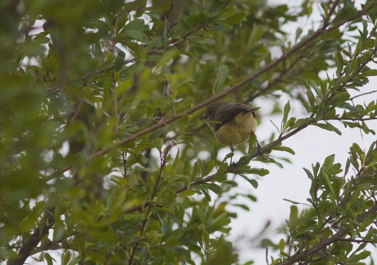 Buff-rumped Thornbill - ML638470293