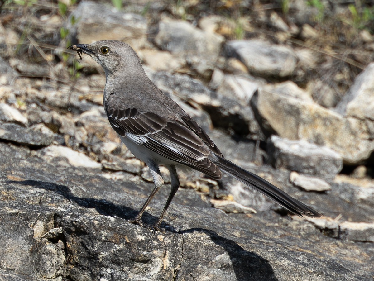 Northern Mockingbird - ML638470295