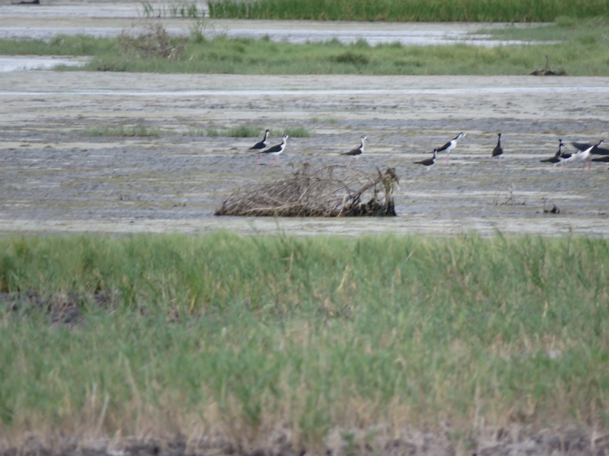 Black-necked Stilt - ML638470298