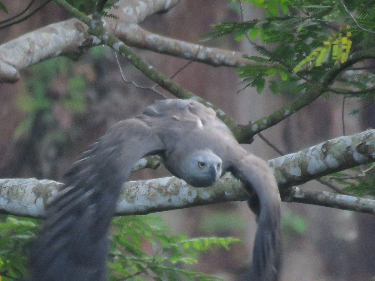 Gray-headed Fish-Eagle - ML638470321