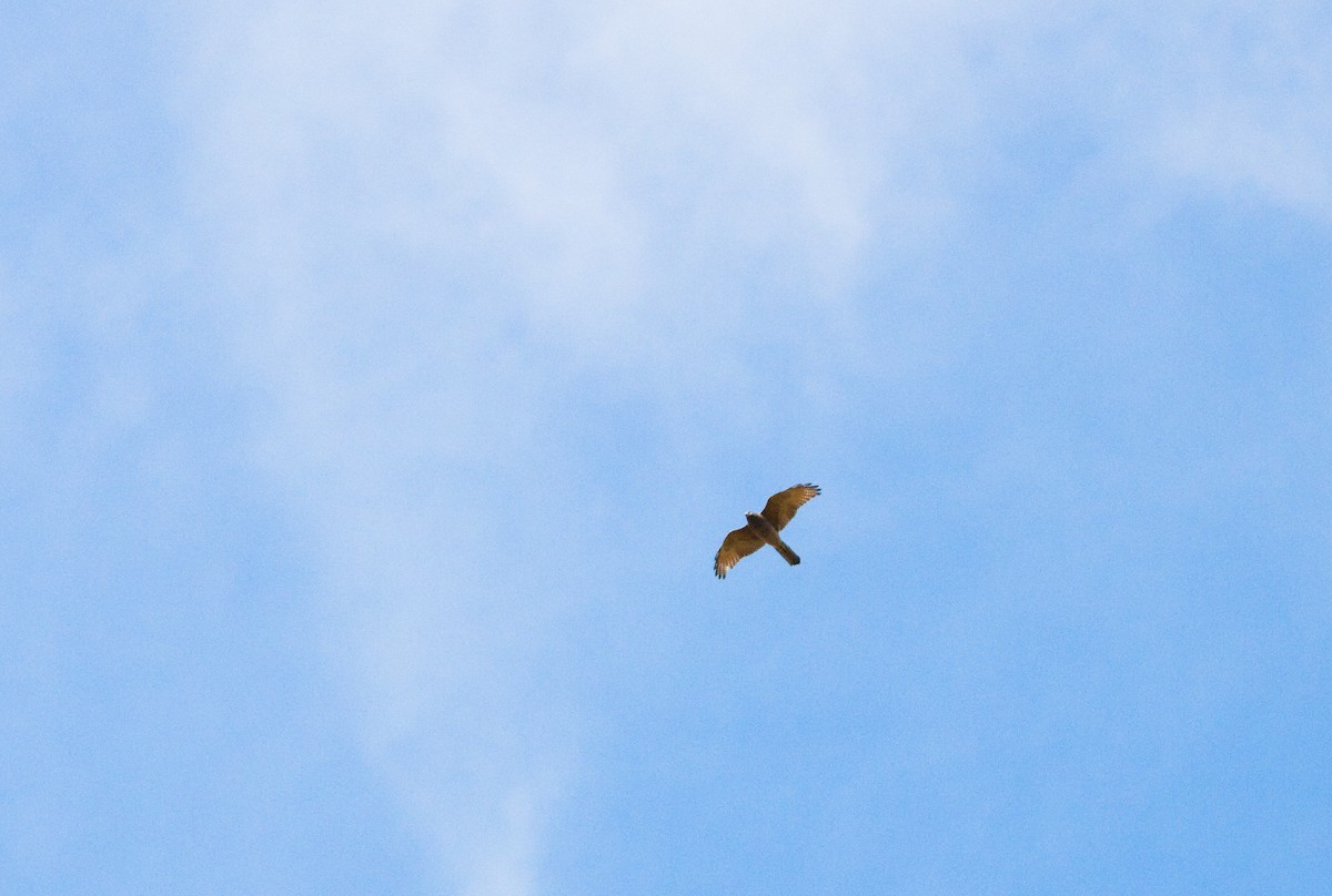 Brown Goshawk - ML638470323