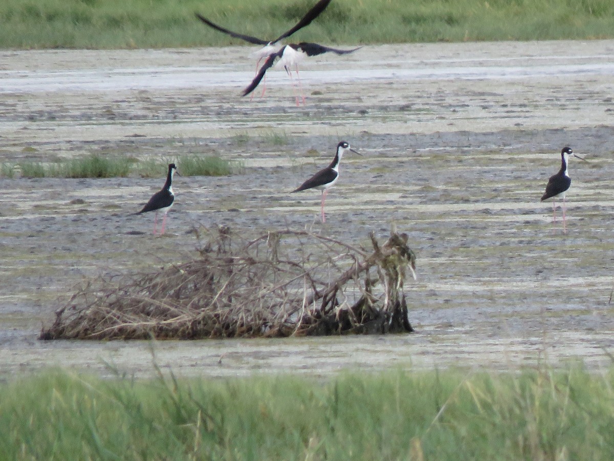 Black-necked Stilt - ML638470329