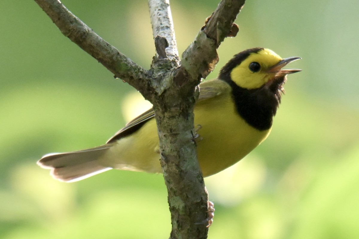 Hooded Warbler - ML638470343