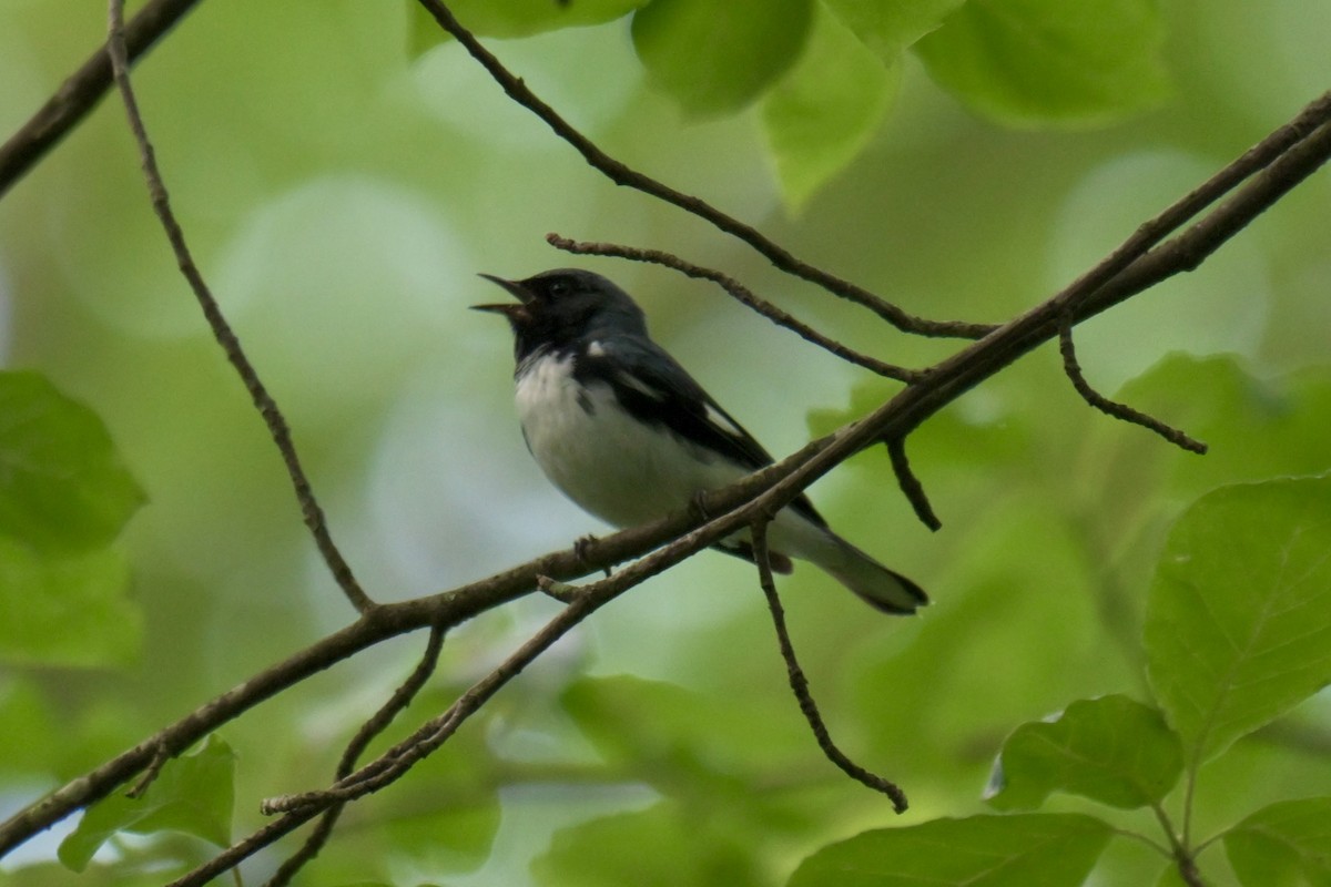 Black-throated Blue Warbler - ML638470347