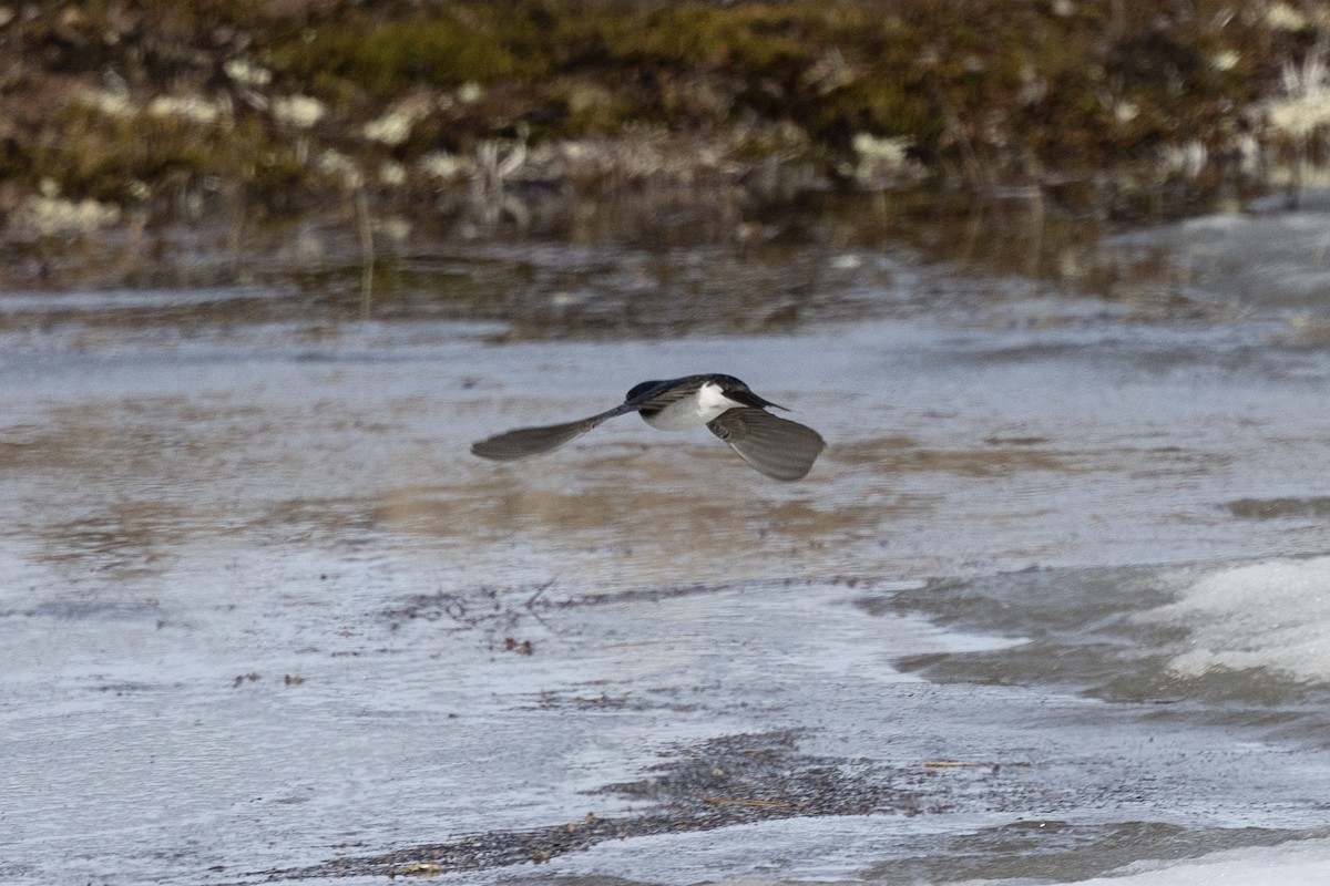 Tree Swallow - ML638470350