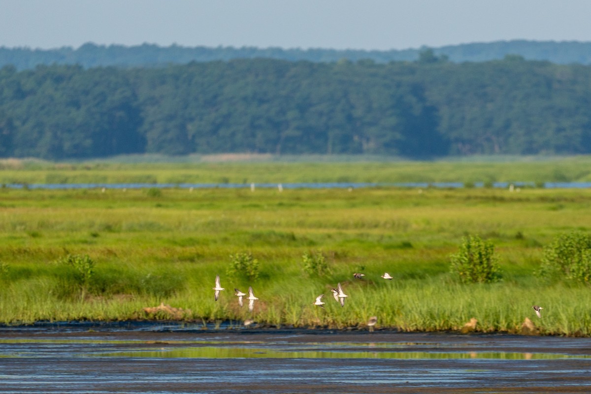 Semipalmated Sandpiper - ML638470355