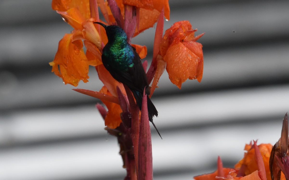 Nectariniidae sp. (sunbird sp.) - ML638470364