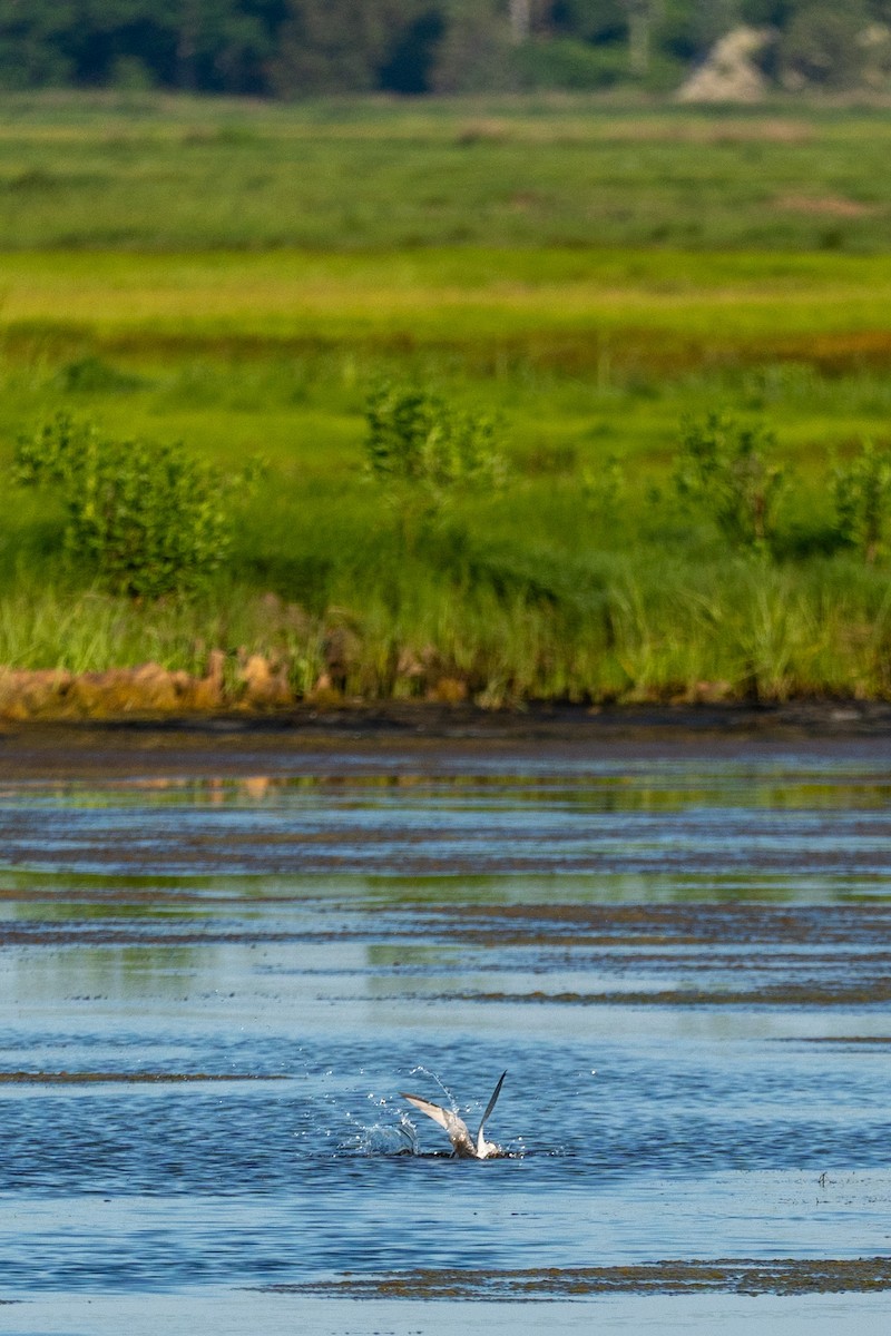 Least Tern - ML638470368