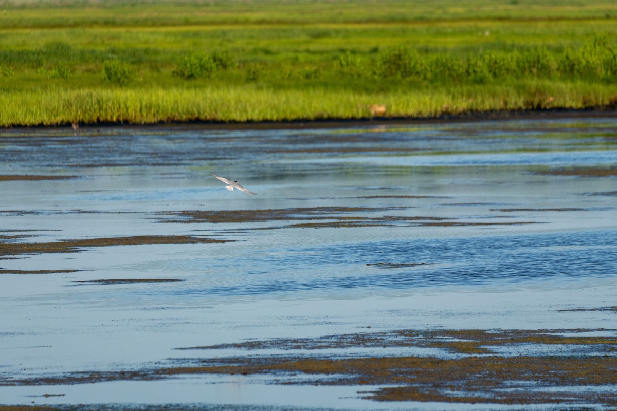 Least Tern - ML638470369