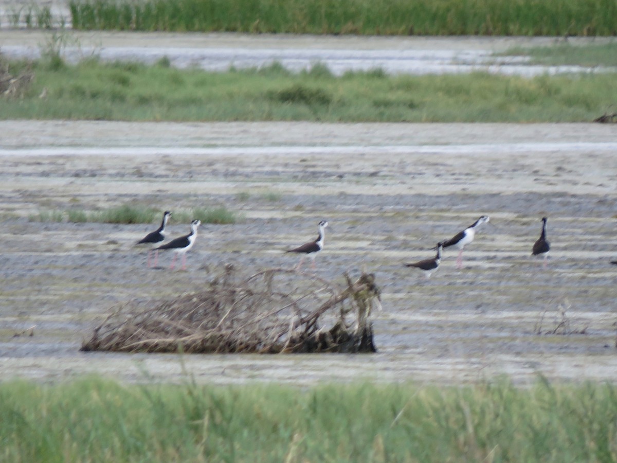 Black-necked Stilt - ML638470371