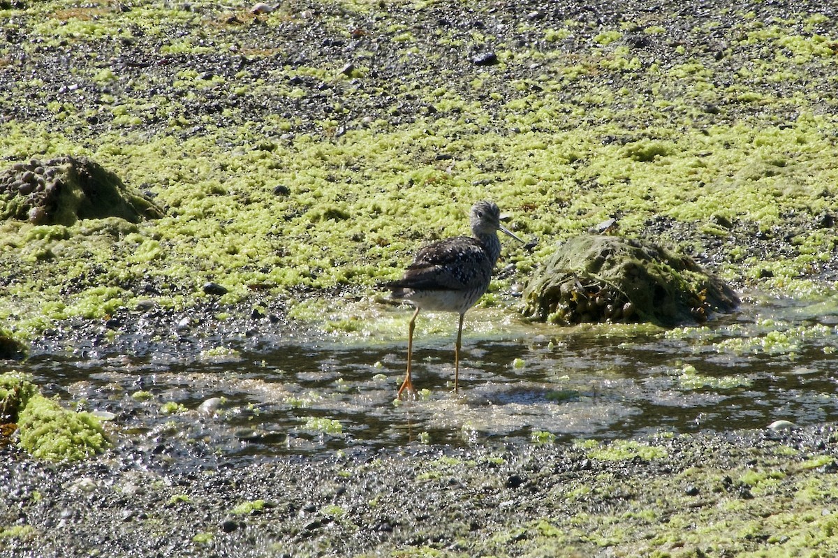 Greater Yellowlegs - ML638470376