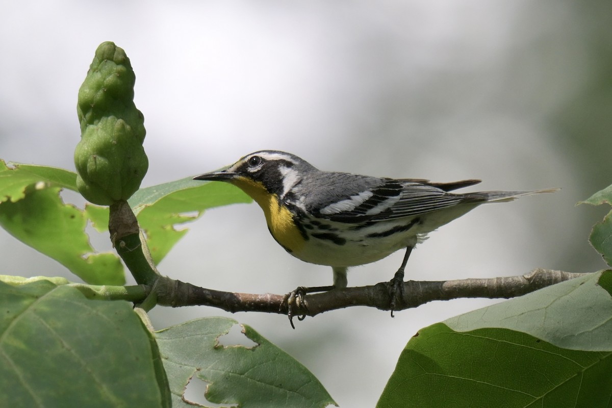 Yellow-throated Warbler - ML638470384