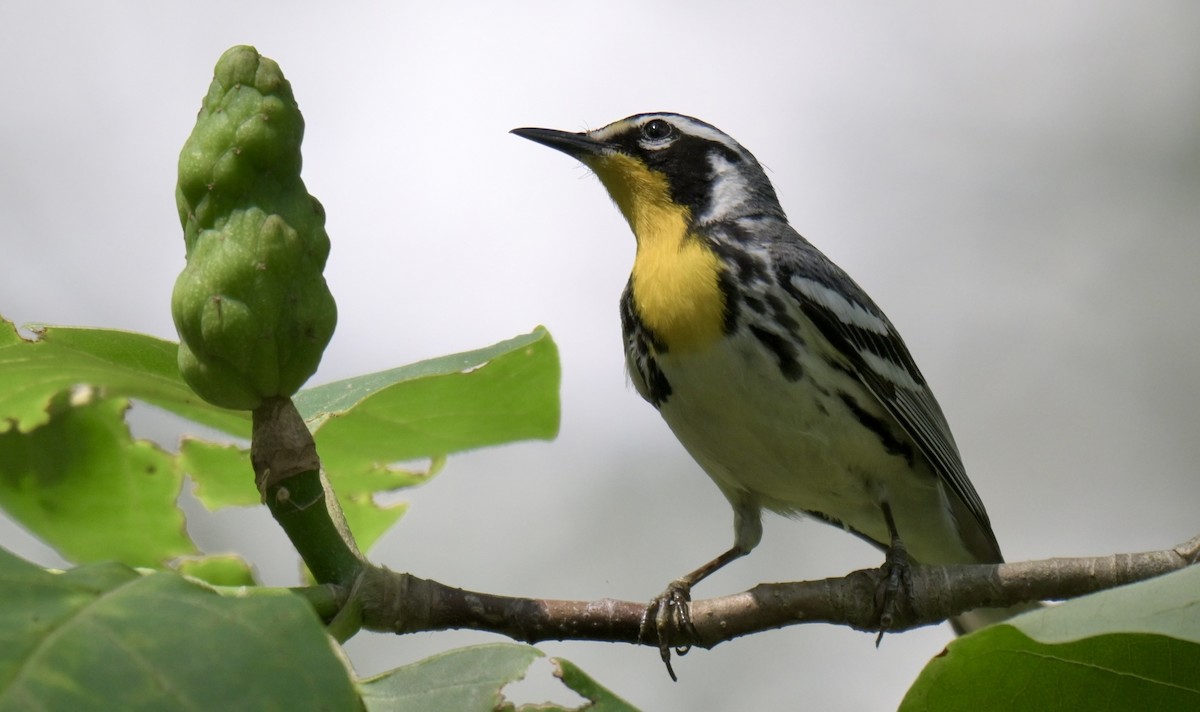 Yellow-throated Warbler - ML638470385