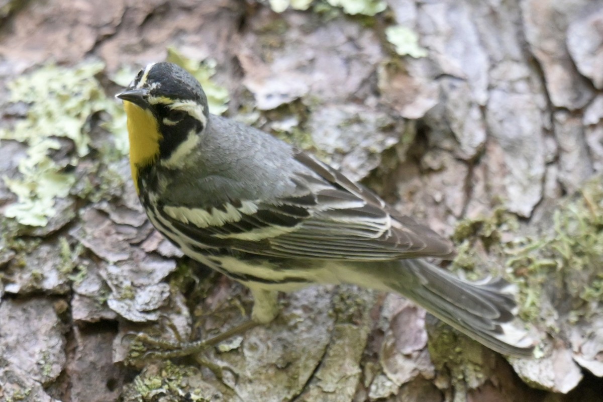 Yellow-throated Warbler - ML638470386