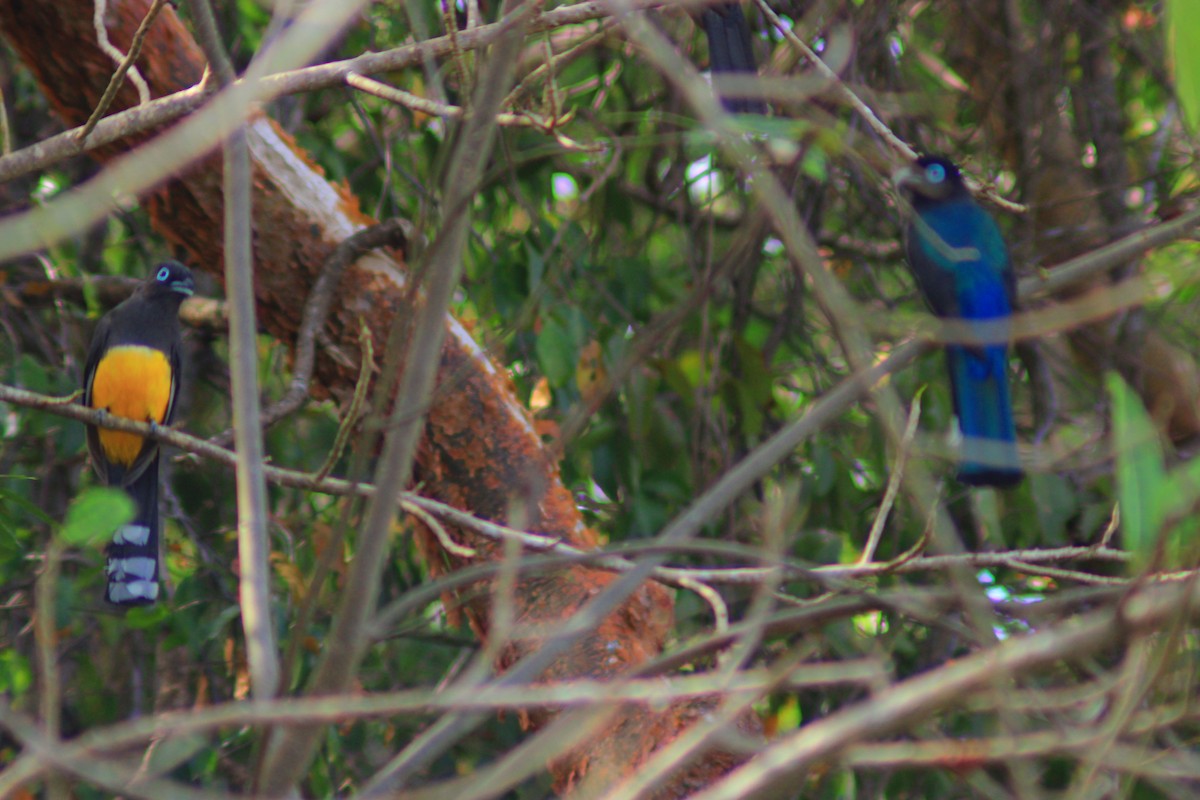 Black-headed Trogon - ML638470387