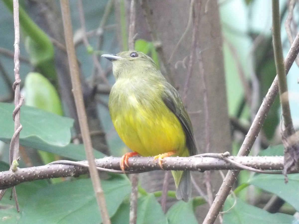 White-collared Manakin - ML638470389