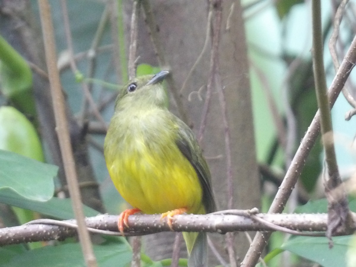 White-collared Manakin - ML638470392