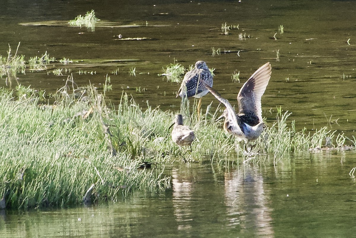 Short-billed Dowitcher - ML638470398