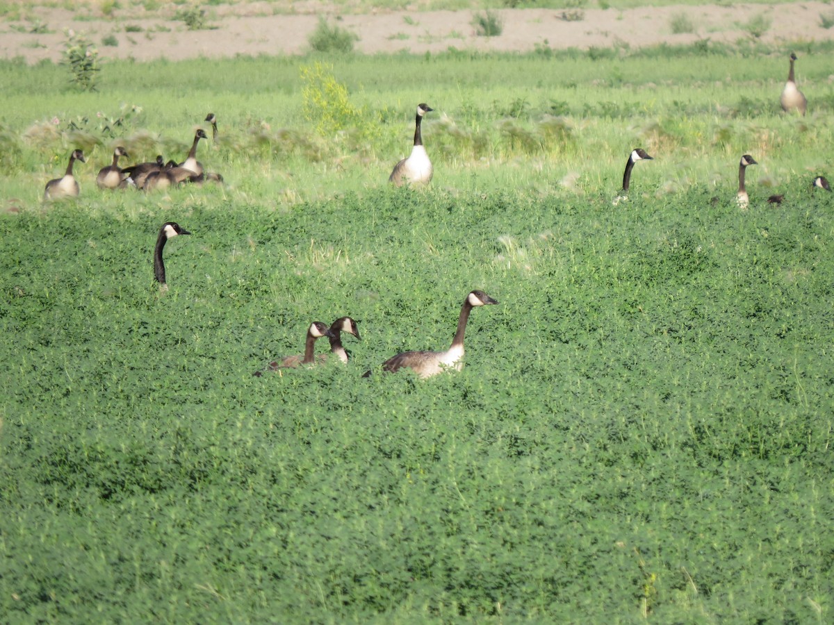 Canada Goose - ML63847041