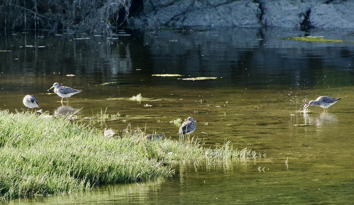 Greater Yellowlegs - ML638470413