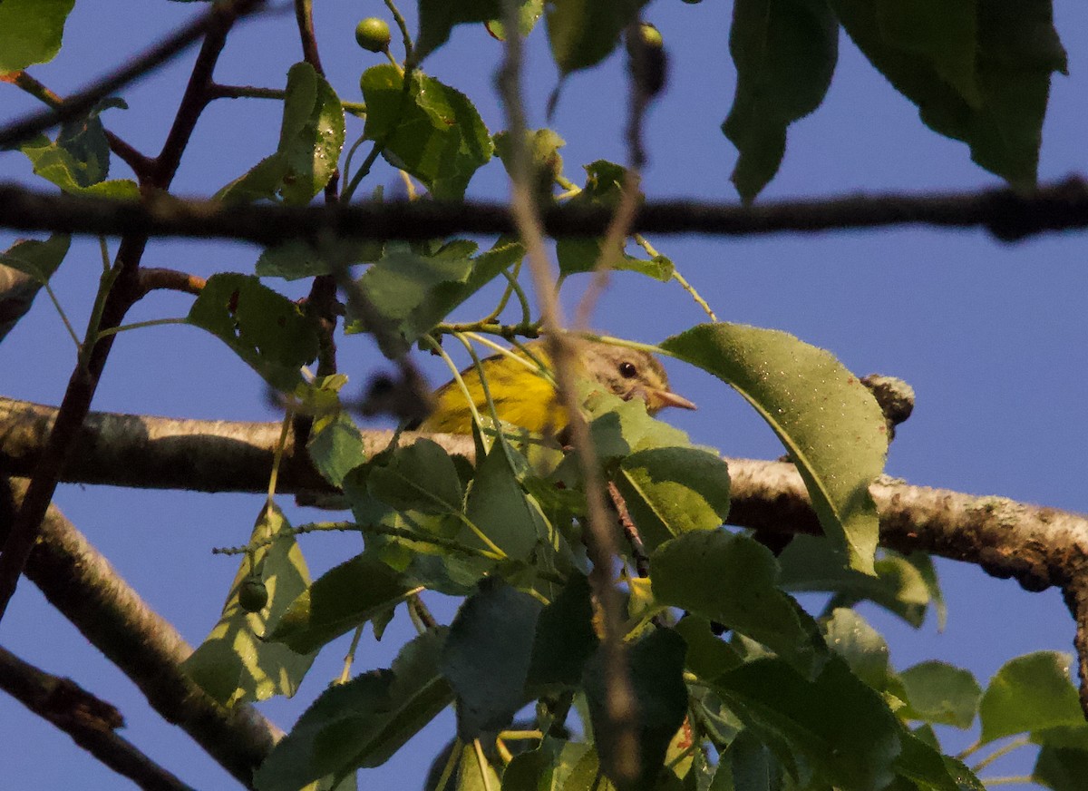 Prairie Warbler - ML638470422