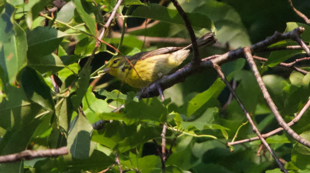 Prairie Warbler - ML638470423