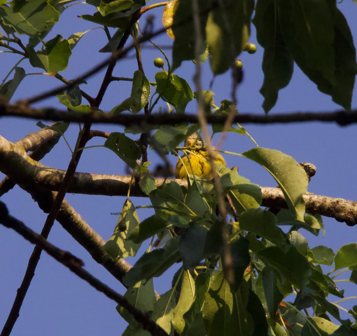 Prairie Warbler - ML638470425