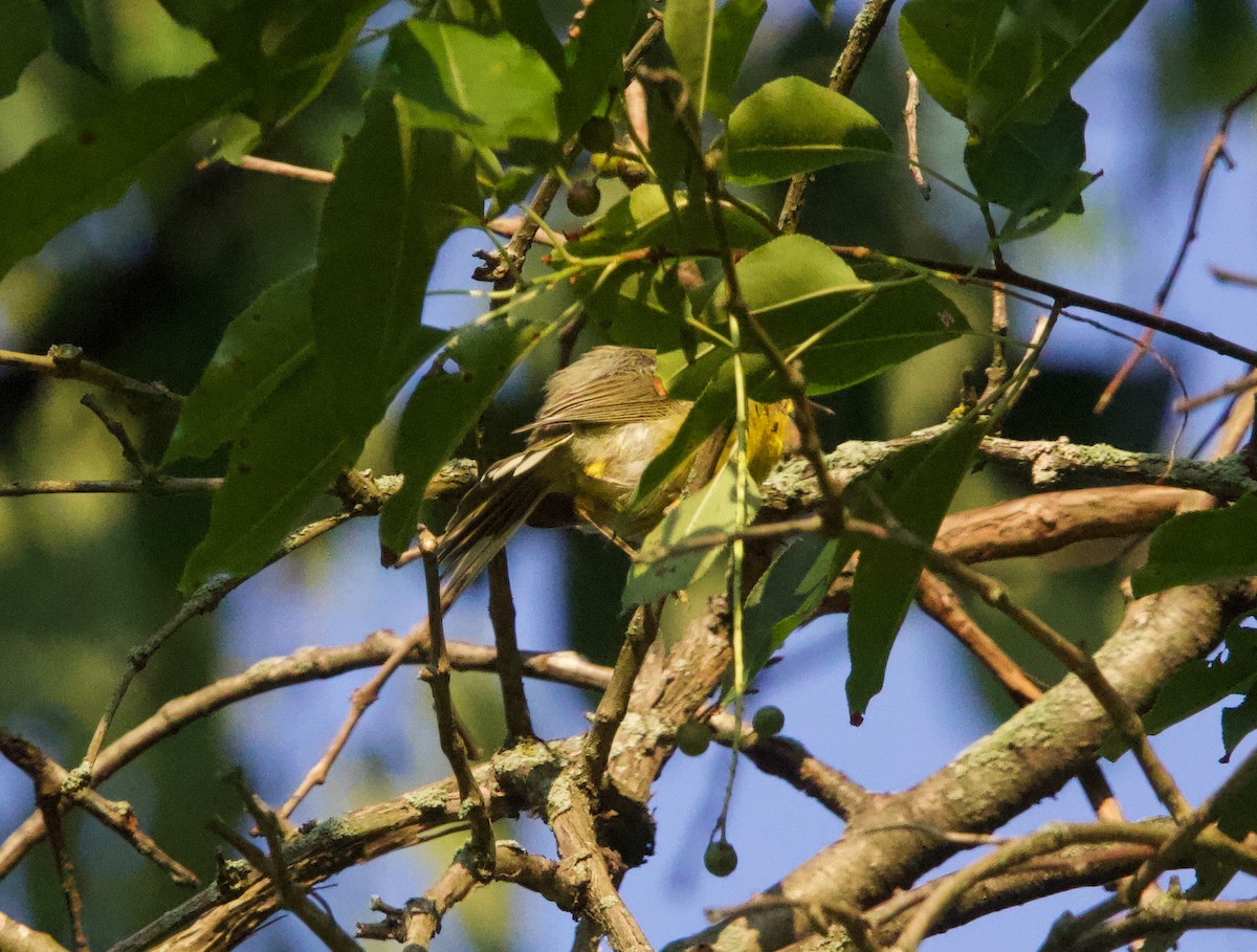 Prairie Warbler - ML638470426