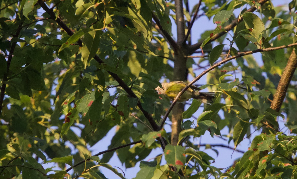 Prairie Warbler - ML638470427