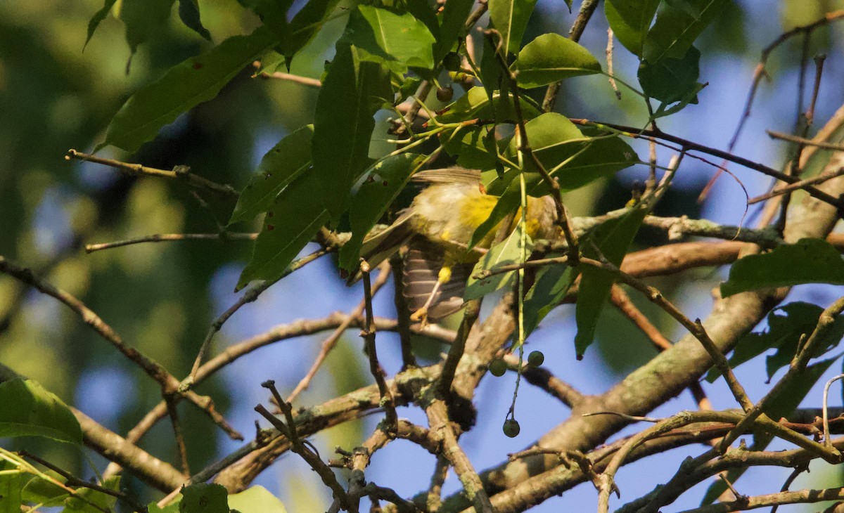 Prairie Warbler - ML638470428