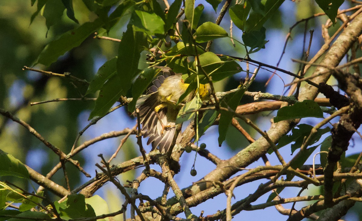 Prairie Warbler - ML638470429