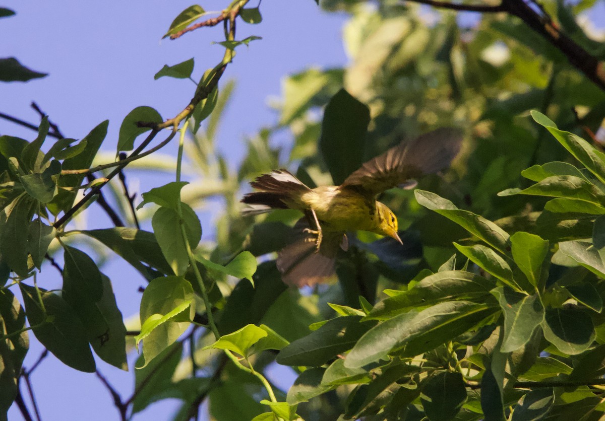 Prairie Warbler - ML638470431