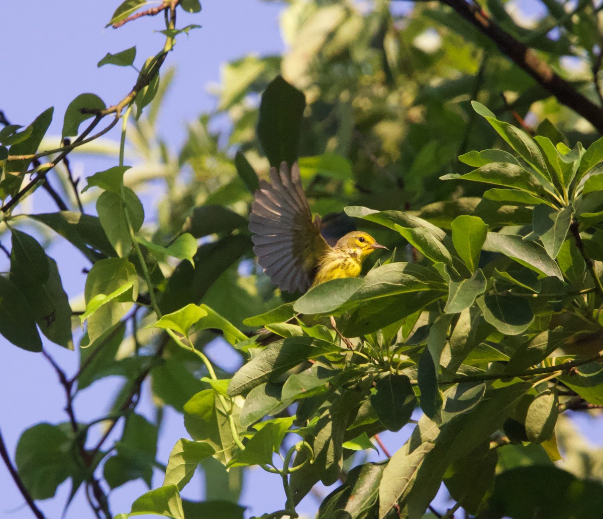 Prairie Warbler - ML638470432