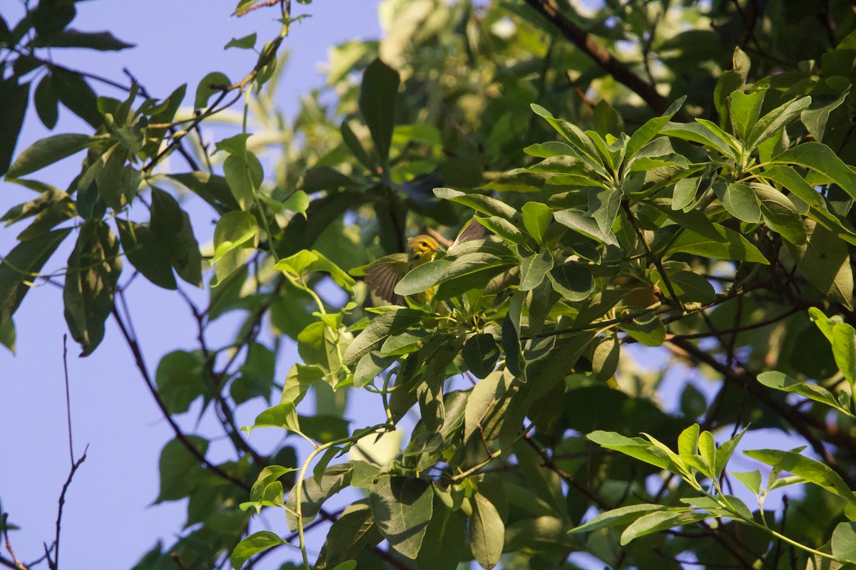 Prairie Warbler - ML638470433