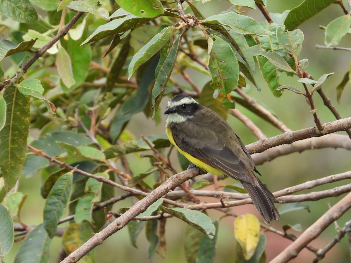 Rusty-margined Flycatcher - ML638470442