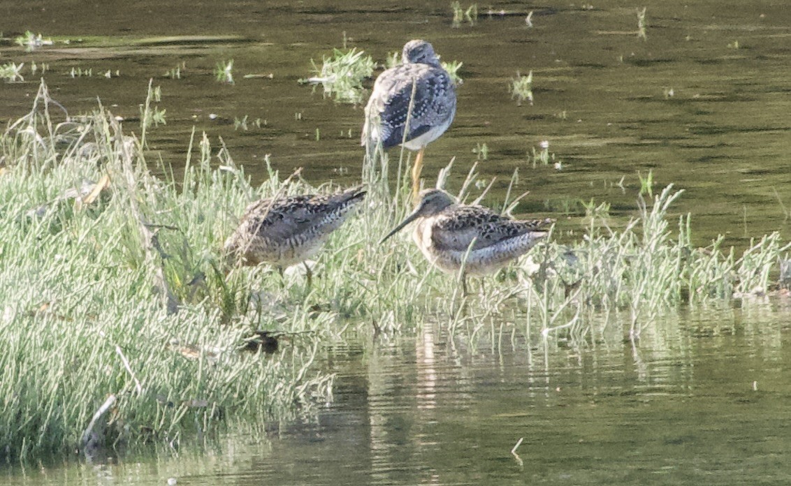 Short-billed Dowitcher - ML638470452