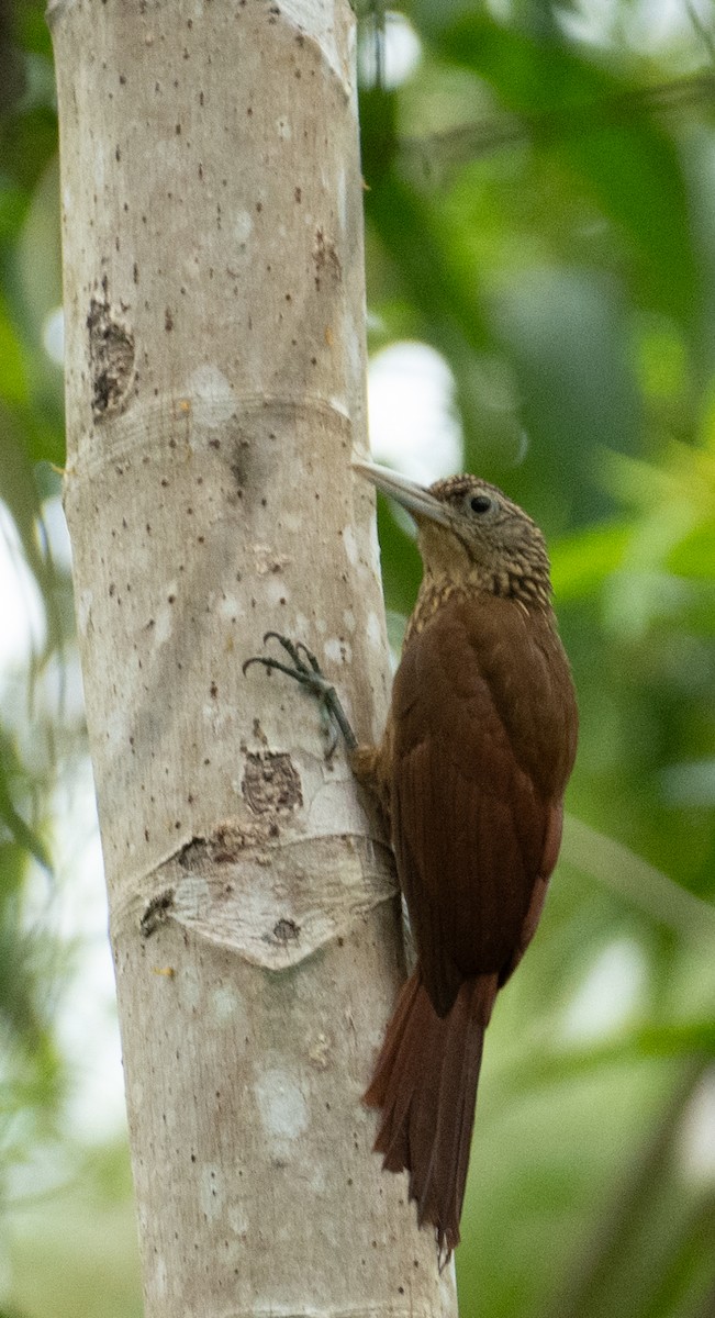 kremstrupetreløper - ML638470456