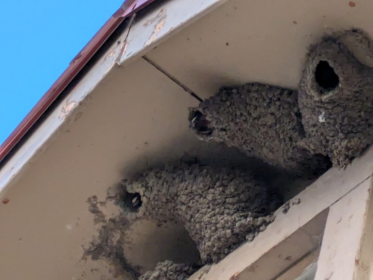 Cliff Swallow - ML638470463