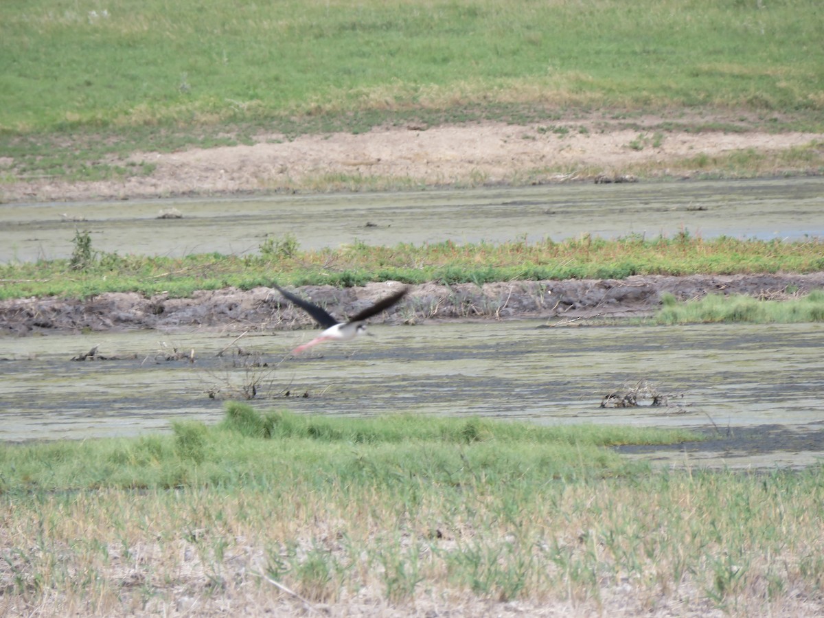 Black-necked Stilt - ML638470465