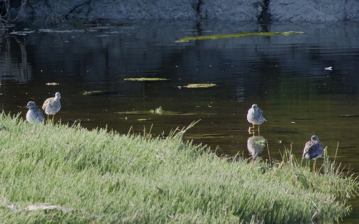 Greater Yellowlegs - ML638470468