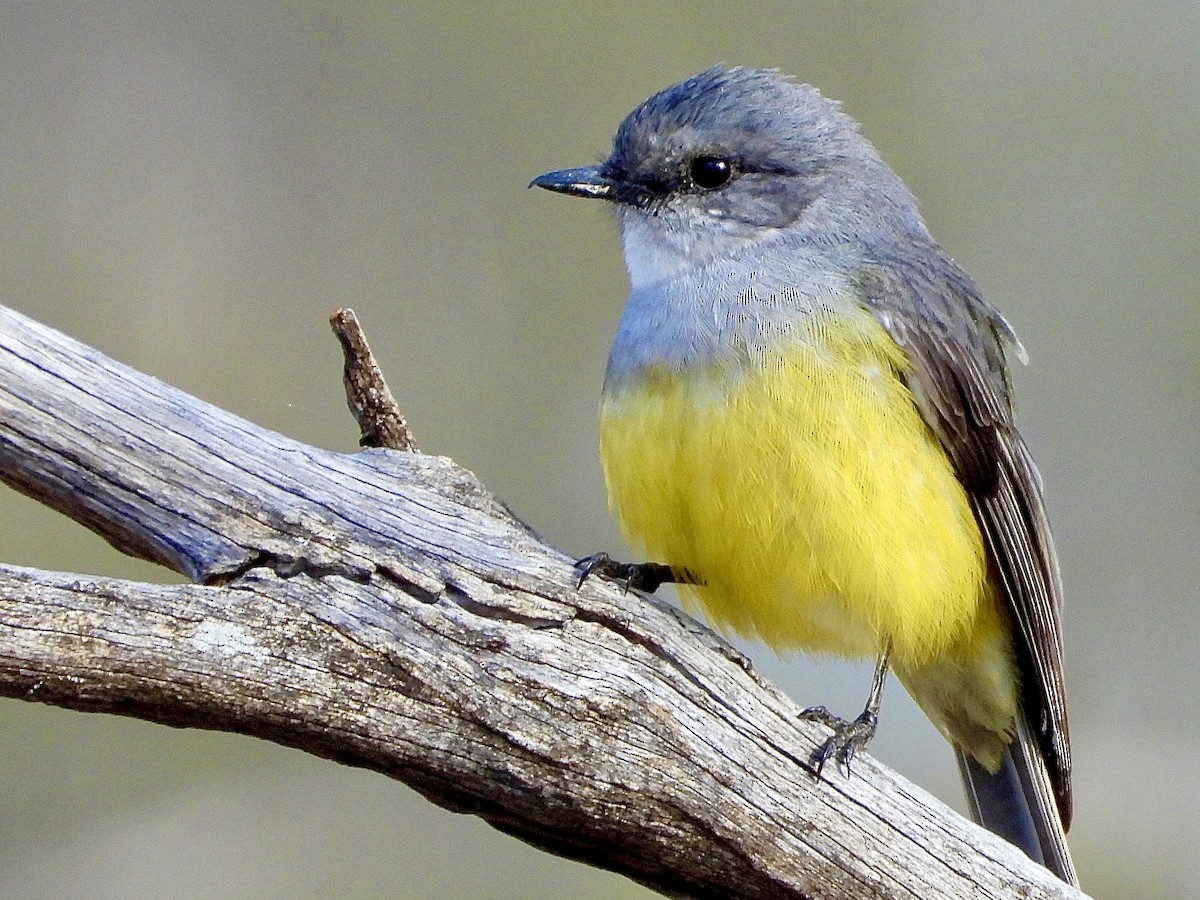 Western Yellow Robin - ML638470497