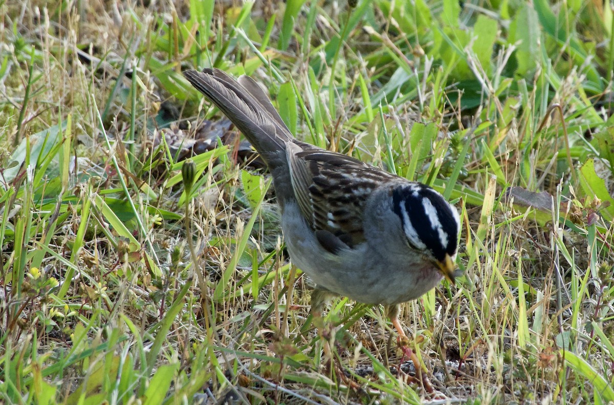 White-crowned Sparrow - ML638470508