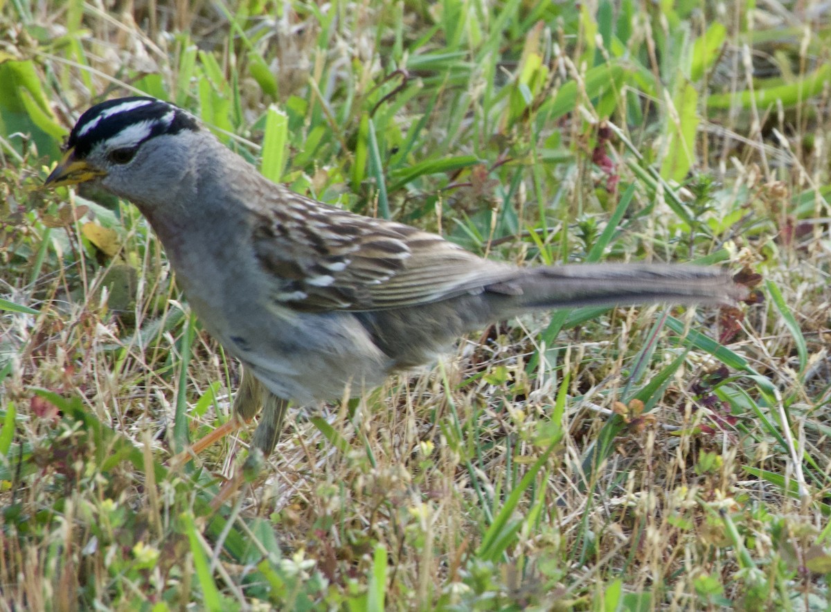 White-crowned Sparrow - ML638470509