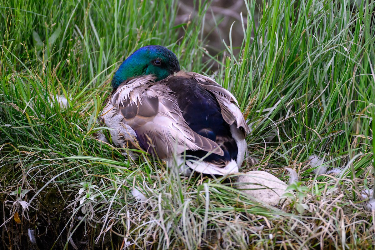 Stockente - ML638470511